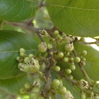 Sapindus emarginatus Vahl